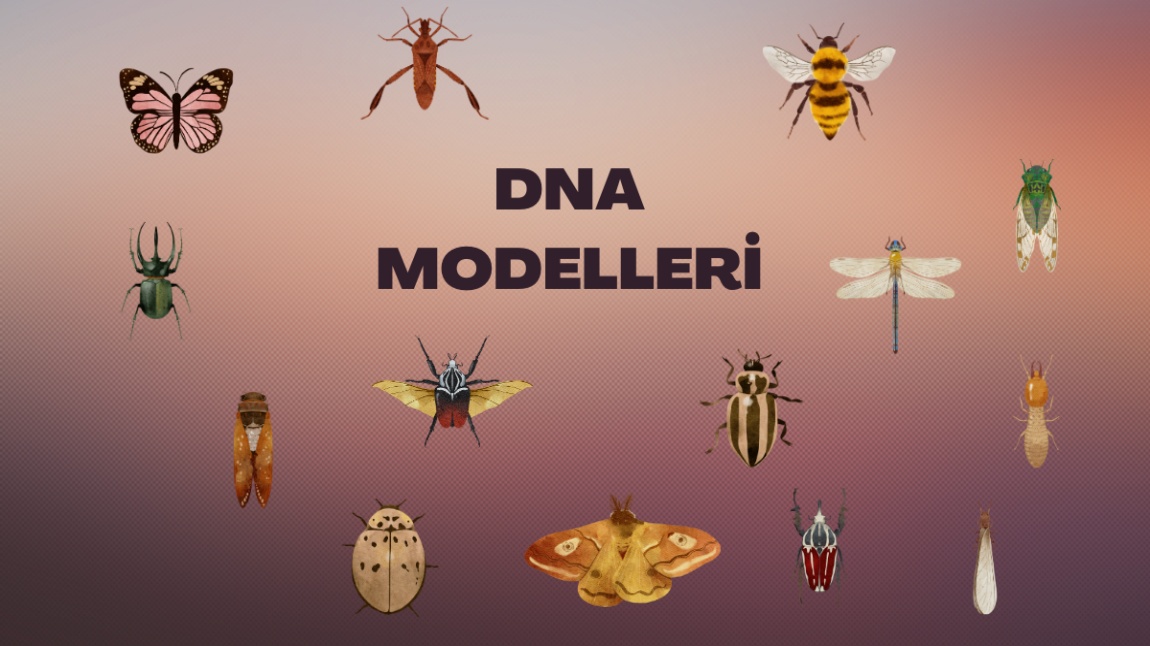 DNA Modelleri